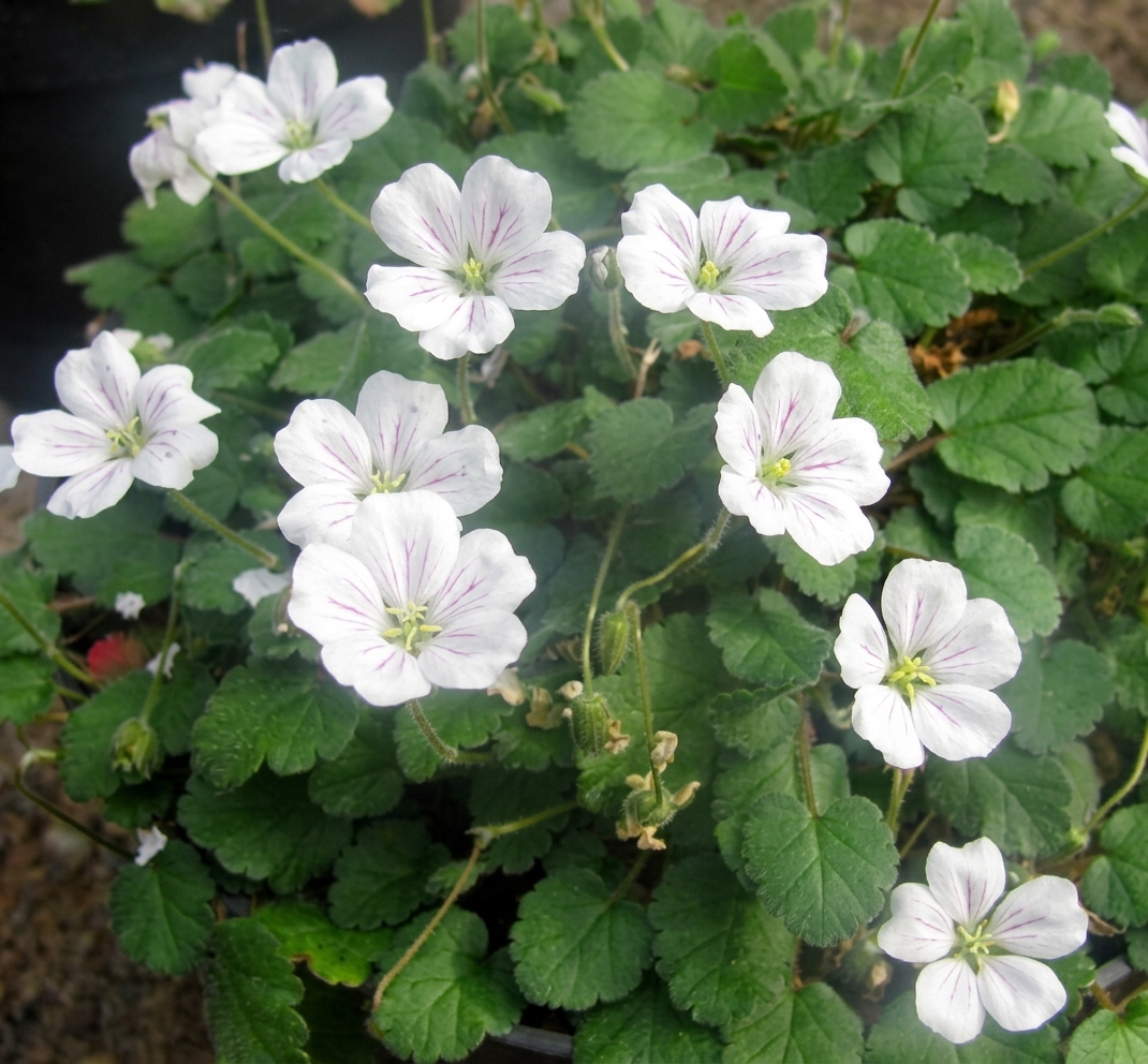 Erodium x variabile 'Joe Elliott' 